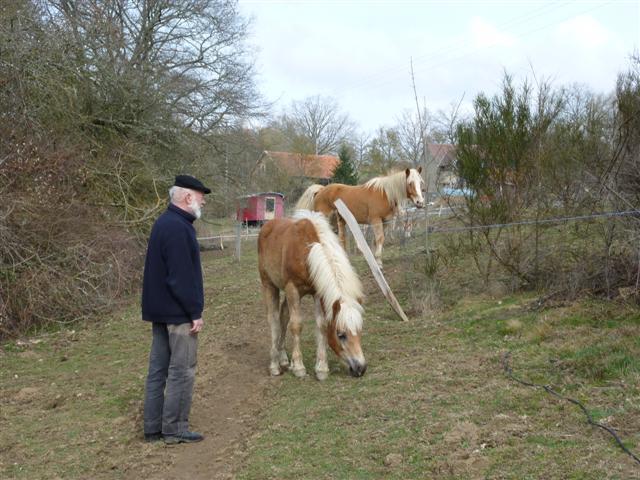 paarden vriend