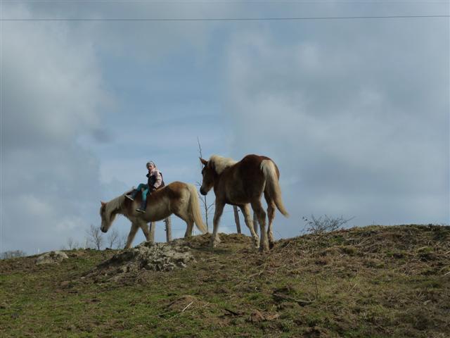 paarden