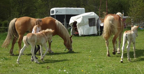 met de veulens op de camping