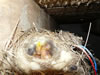 vogelnestje in huis