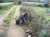 heg langs het weggetje planten