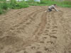 aardappelen planten